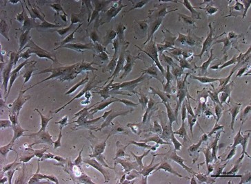 PureStem E15, Meso-prx/latp Progenitor Cells