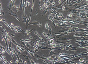 PureStem Progenitor E44 Cells