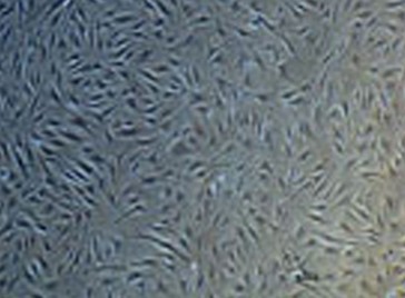 PureStem Progenitor E72 Cells