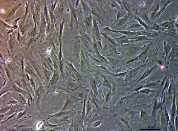PureStem Progenitor ES-198 Cells