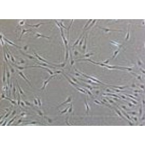 PureStem ES-335 Meso-latp Progenitor Cells