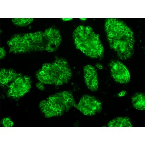 BioLite™ SSEA-1 (DyLight 488) anti-Human/Mouse Antibody, 100 µL