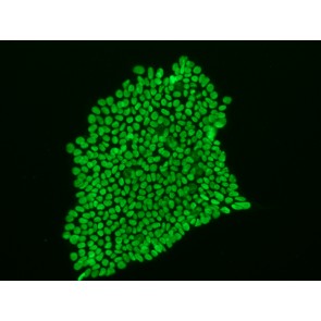 Oct4 anti-Human/Mouse Antibody, 100 µL