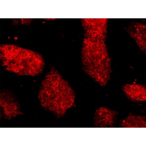 SSEA-1 anti-Human/Mouse Antibody, 100 µL
