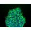 TRA-1-81 anti-Human Antibody, 100 µL