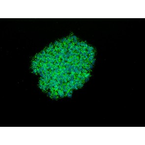 SSEA-4 anti-Human Antibody, 100 µL