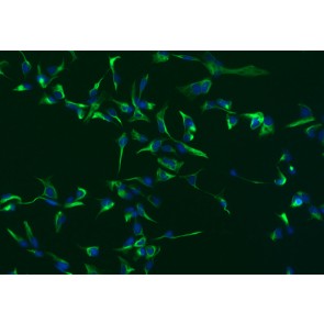 ICC analysis on human iPS-derived neural stem cells. Cells were stained with Nestin Antibody at a 1:100 dilution followed by an Alexa 488-conjugated secondary antibody (green). Nuclei were counterstained with DAPI (blue).