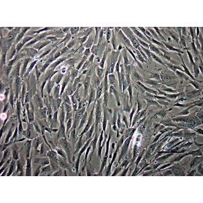 PureStem Progenitor SM22 Cells