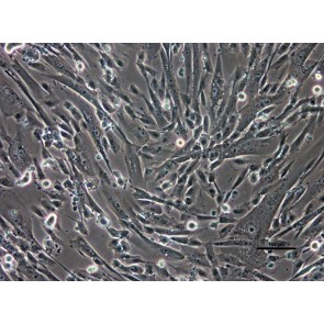 PureStem Z11, Meso Progenitor Cells