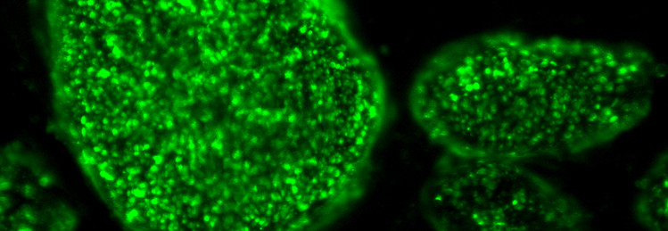BioLite Antibodies for Cell Reprogramming